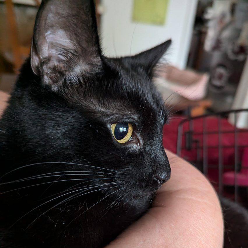 Enlarge Raven, a Adoptable American Shorthair in Beaufort, SC image 3/4