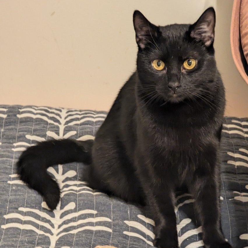 Raven, Adoptable, Young Female American Shorthair.