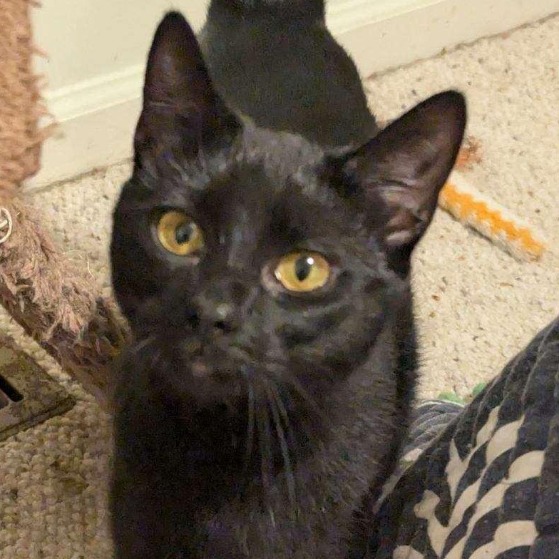 Raven, Adoptable, Young Female American Shorthair.