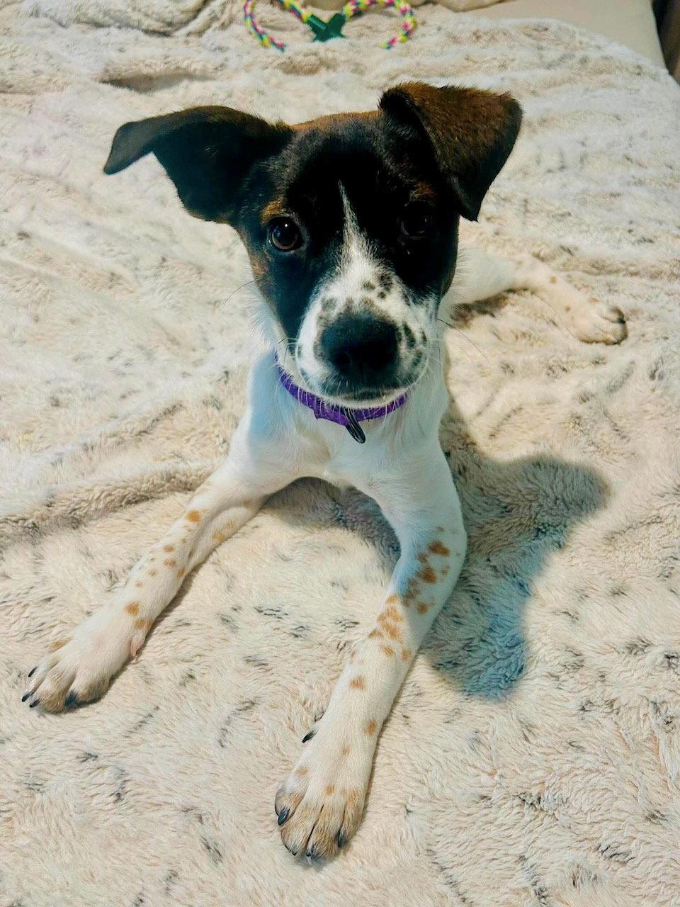 Omega, Adoptable, Puppy Female Labrador Retriever & Pit Bull Terrier.