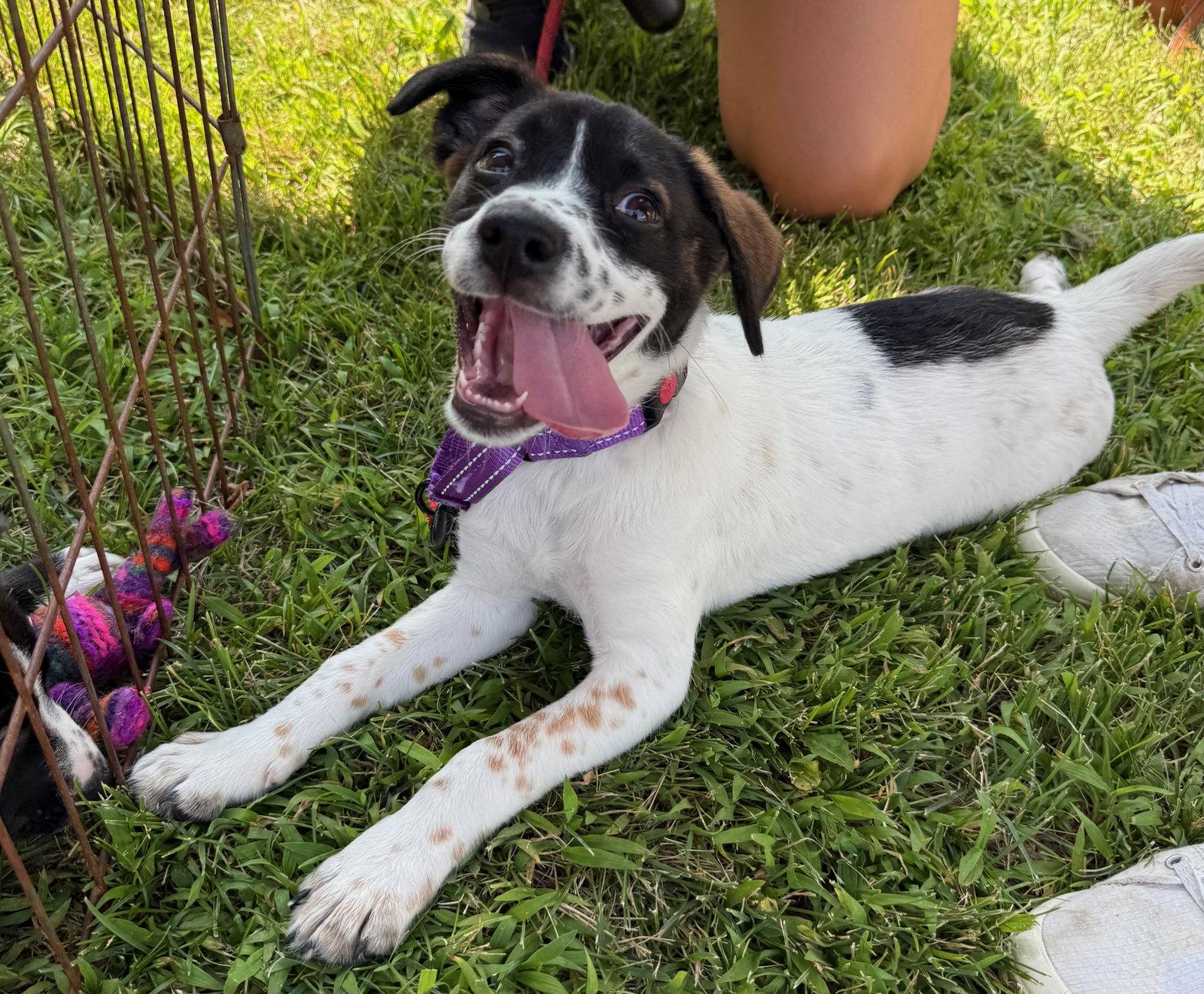 Enlarge Omega, a Adoptable mixed breed in GILBERTS, IL image 2/3