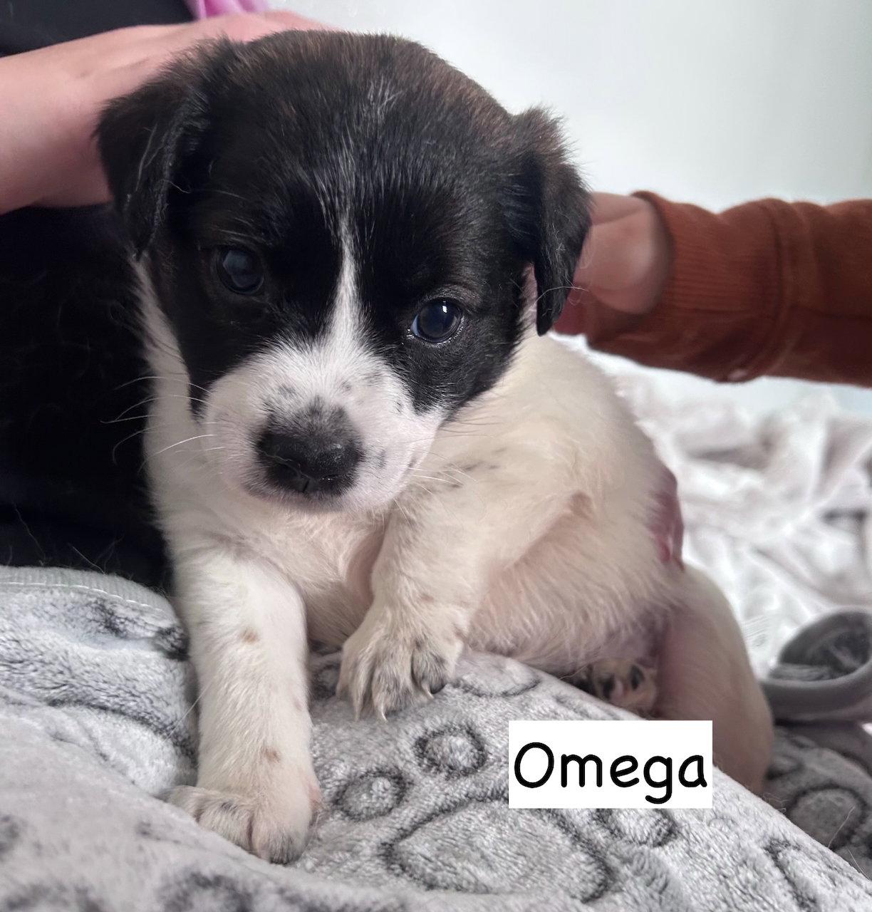 Enlarge Omega, a Adoptable mixed breed in GILBERTS, IL image 3/3