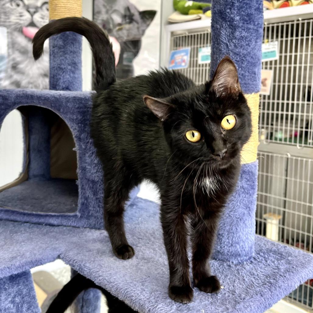 Penelope, ADOPTABLE, Young Female Domestic Short Hair.