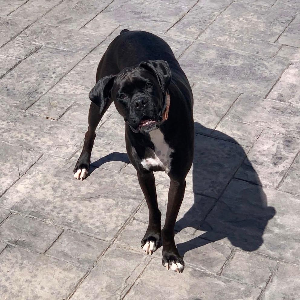 Onyx, Adoptable, Adult Female Boxer.