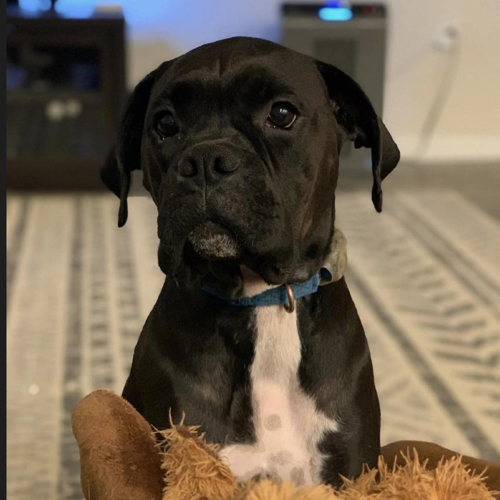 Enlarge Onyx, a Adoptable Boxer in Fredericksburg, VA image 1/6