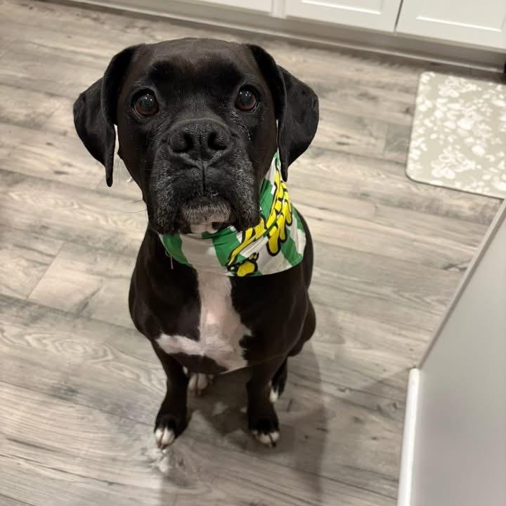 Enlarge Onyx, a Adoptable Boxer in Fredericksburg, VA image 3/6