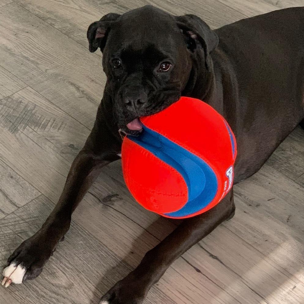 Enlarge Onyx, a Adoptable Boxer in Fredericksburg, VA image 2/6