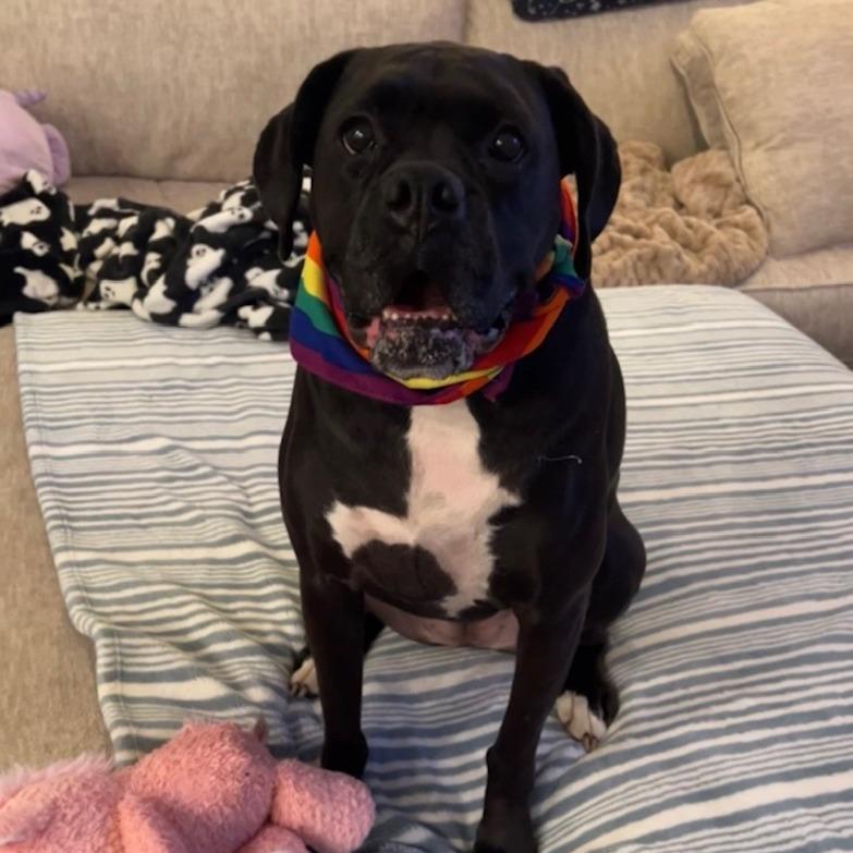 Enlarge Onyx, a Adoptable Boxer in Fredericksburg, VA image 3/6