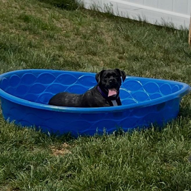 Enlarge Onyx, a Adoptable Boxer in Fredericksburg, VA image 4/6