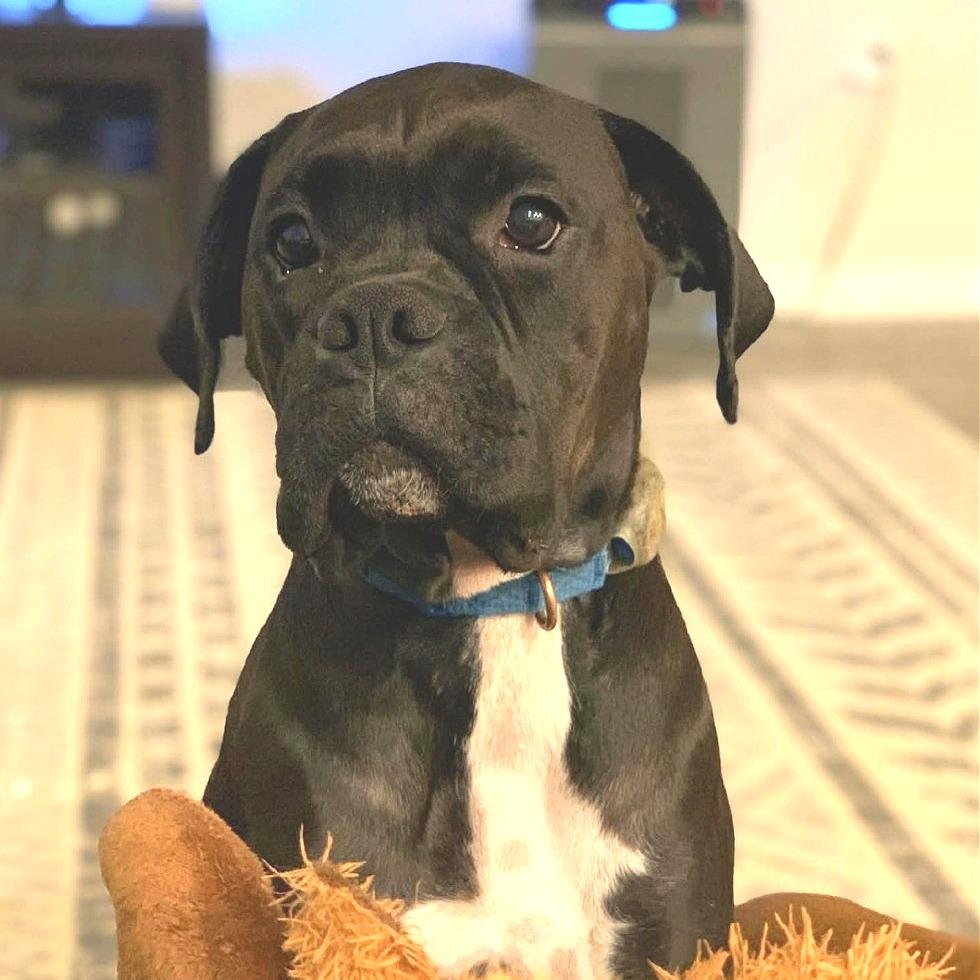 Enlarge Onyx, a Adoptable Boxer in Fredericksburg, VA image 1/4
