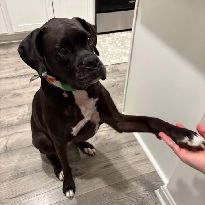 Onyx, Adoptable, Adult Female Boxer.