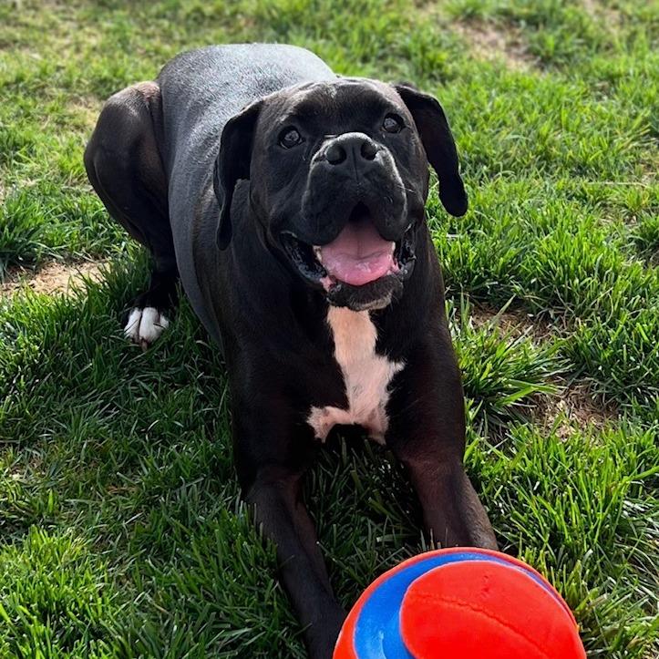 Enlarge Onyx, a Adoptable Boxer in Fredericksburg, VA image 6/6