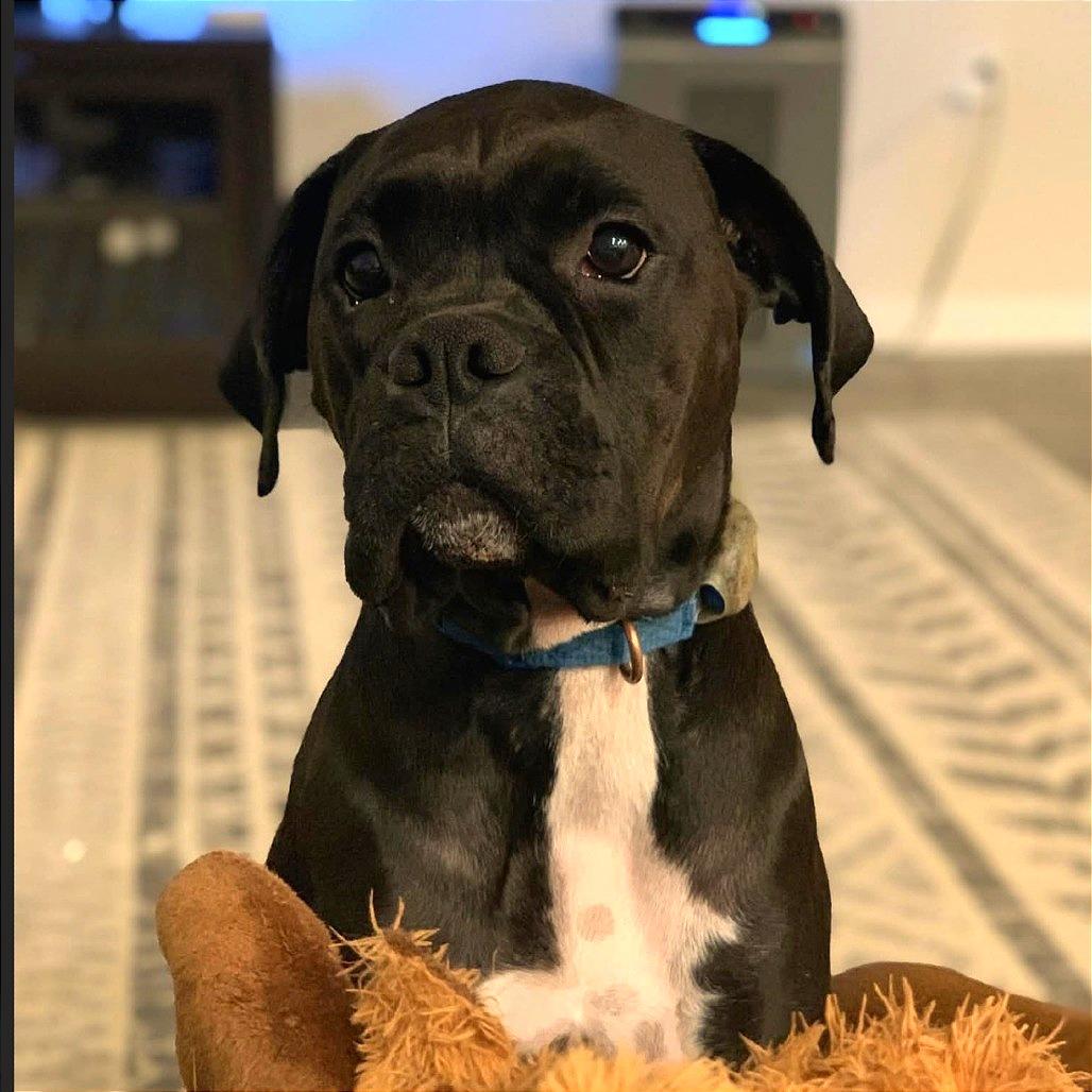 Onyx, a Adoptable Boxer in Fredericksburg, VA image 2/4
