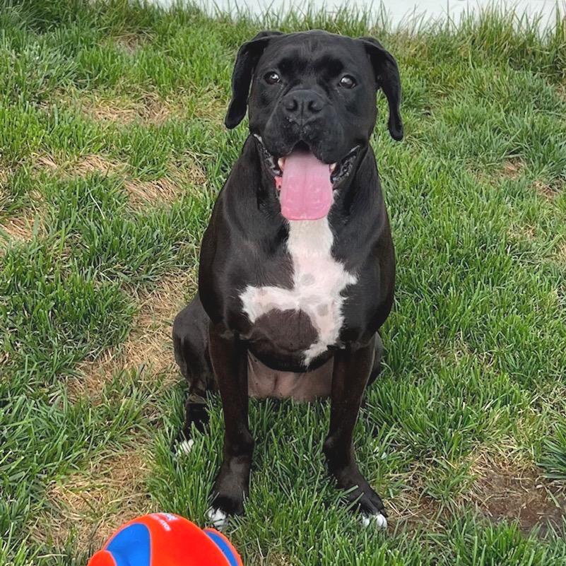 Enlarge Onyx, a Adoptable Boxer in Fredericksburg, VA image 3/4