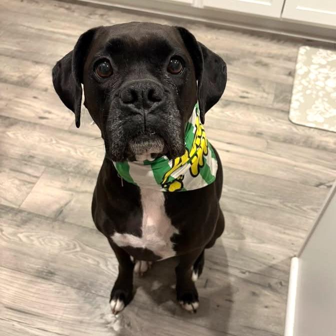 Onyx, a Adoptable Boxer in Fredericksburg, VA image 3/4