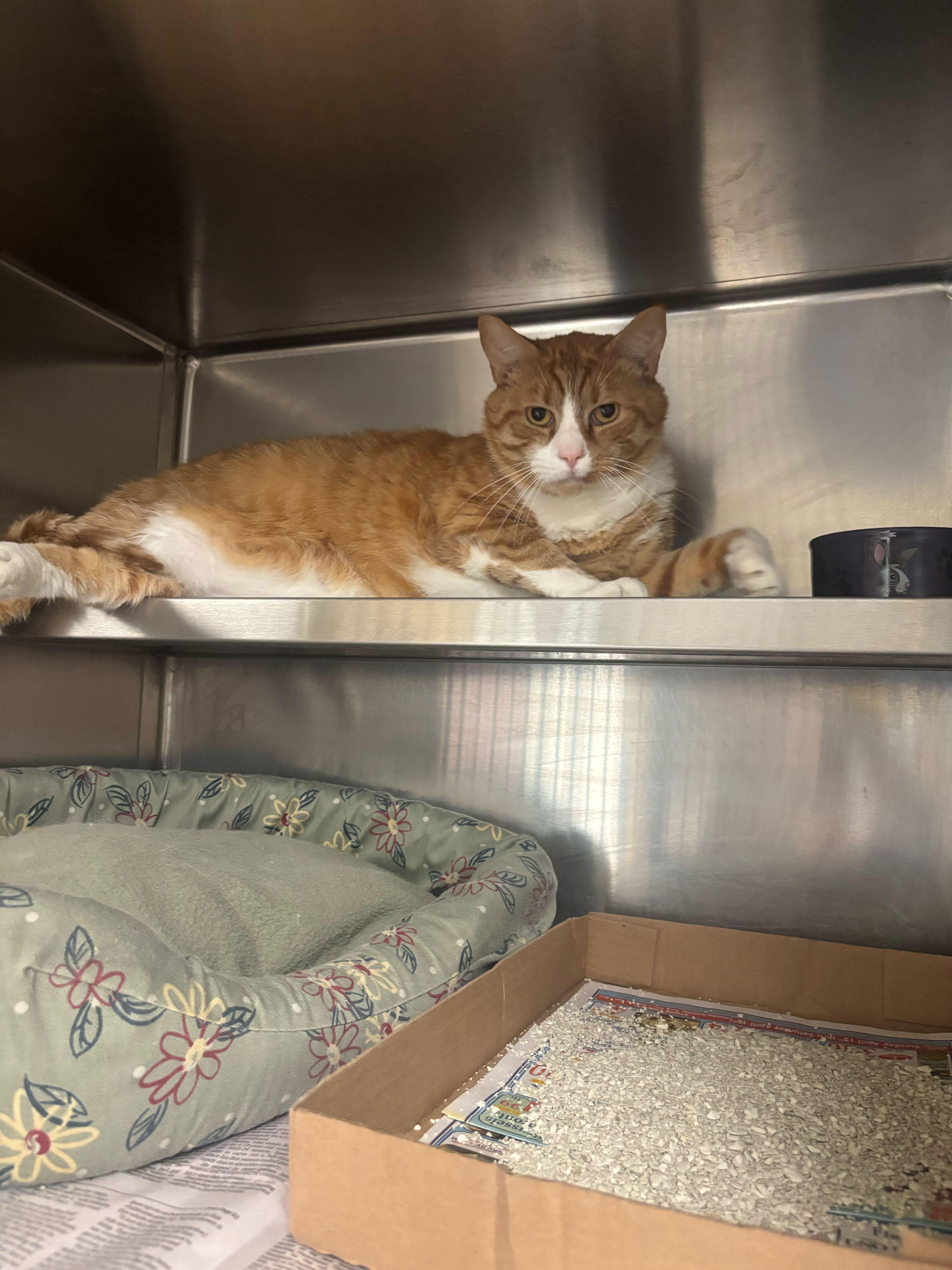 John Daly, adopted, Adult Male Domestic Short Hair.