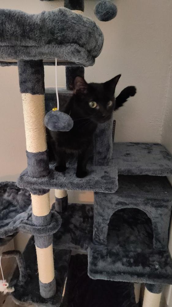 Enlarge Tonic, a Adoptable Domestic Short Hair in DELTONA, FL image 1/4