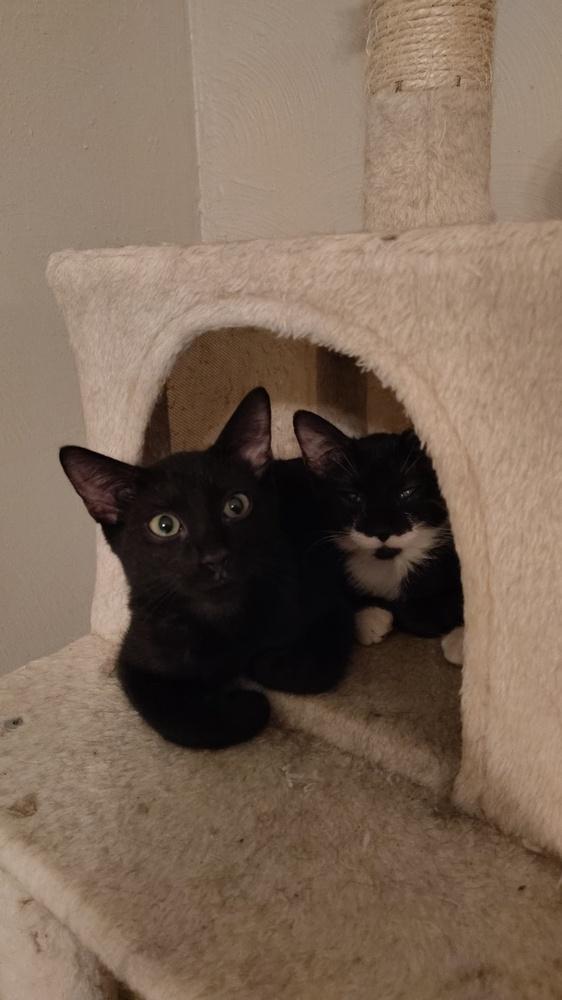 Enlarge Tonic, a Adoptable Domestic Short Hair in DELTONA, FL image 2/4