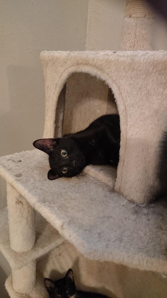 Enlarge Tonic, a Adoptable Domestic Short Hair in DELTONA, FL image 3/4