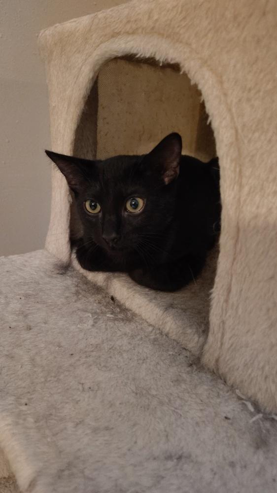Enlarge Tonic, a Adoptable Domestic Short Hair in DELTONA, FL image 4/4