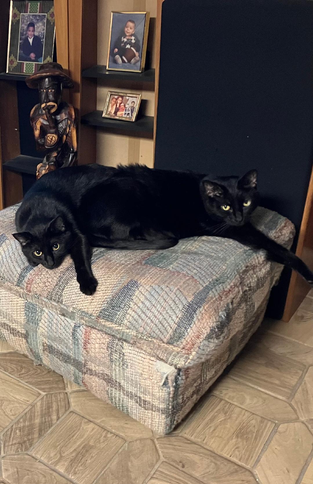 Shadow & Felix, Adoptable, Adult Male Domestic Short Hair.