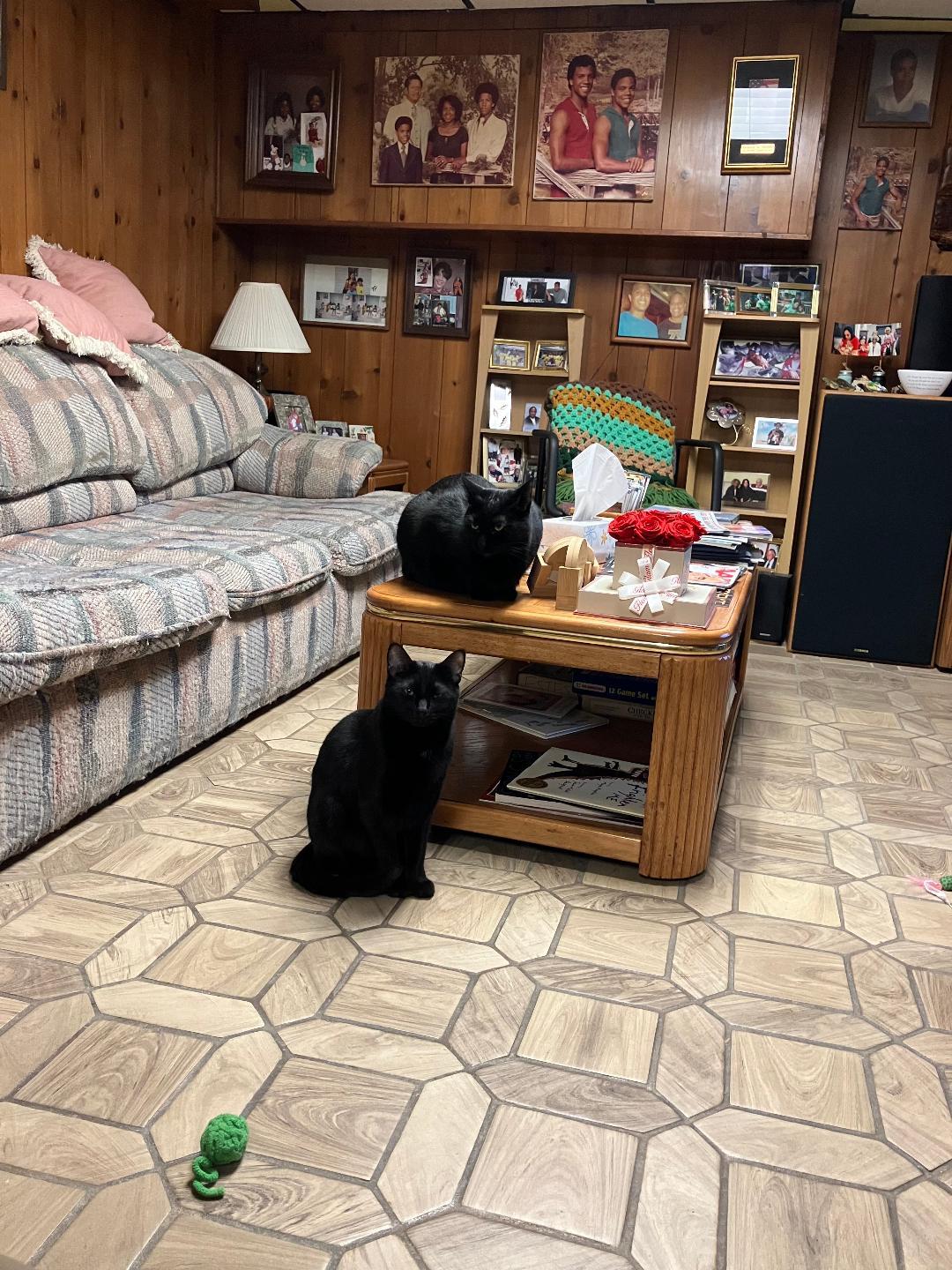 Shadow & Felix, a Adoptable Domestic Short Hair in Reynoldsburg, OH image 2/5