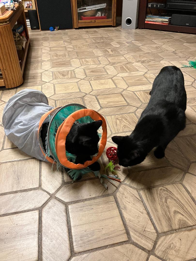 Shadow & Felix, a Adoptable Domestic Short Hair in Reynoldsburg, OH image 3/5