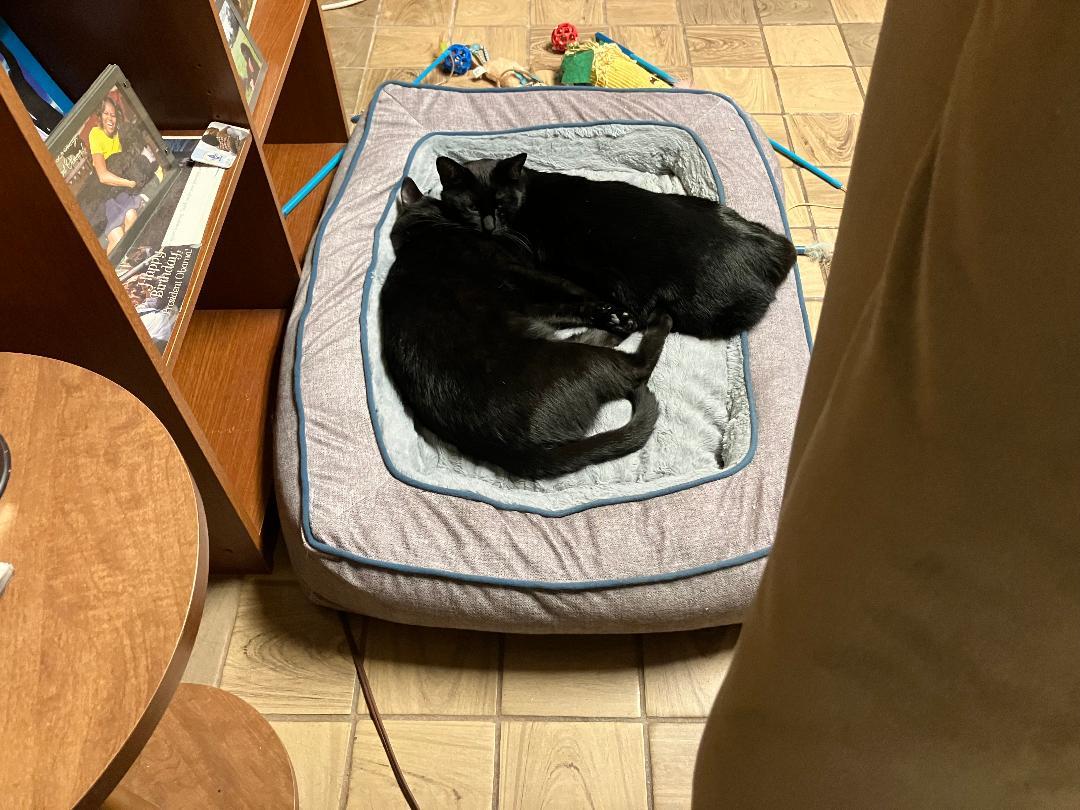 Shadow & Felix, a Adoptable Domestic Short Hair in Reynoldsburg, OH image 4/5