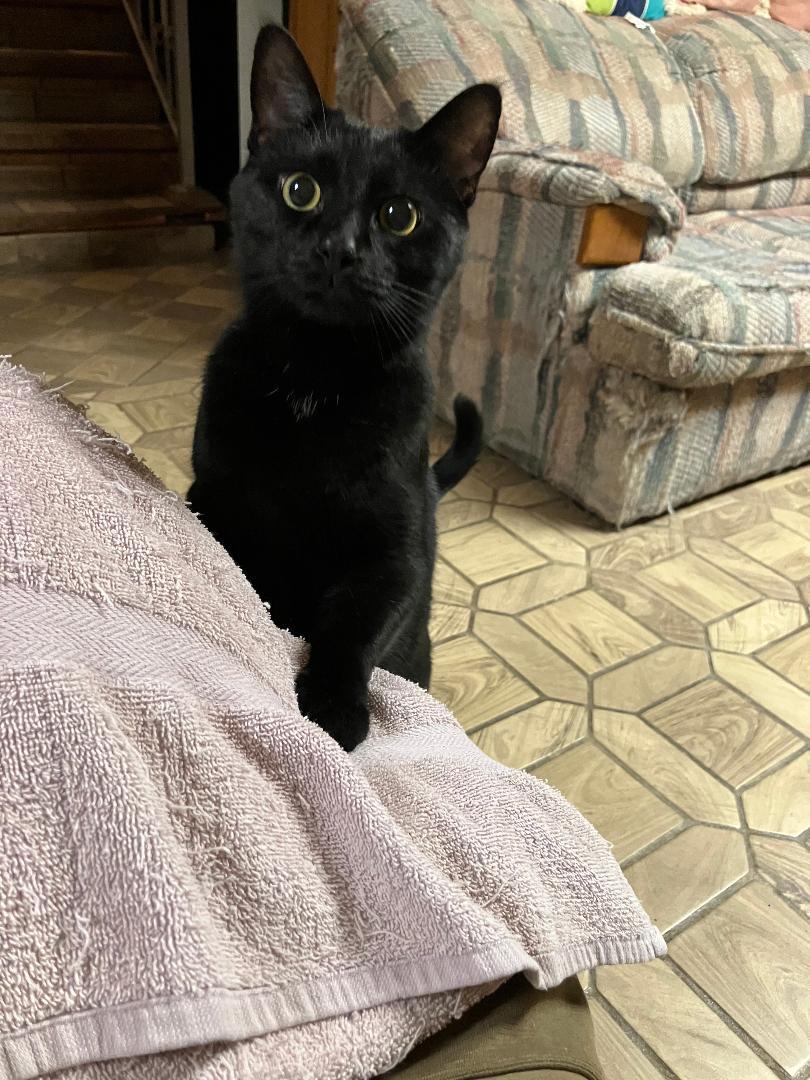 Shadow & Felix, a Adoptable Domestic Short Hair in Reynoldsburg, OH image 5/5