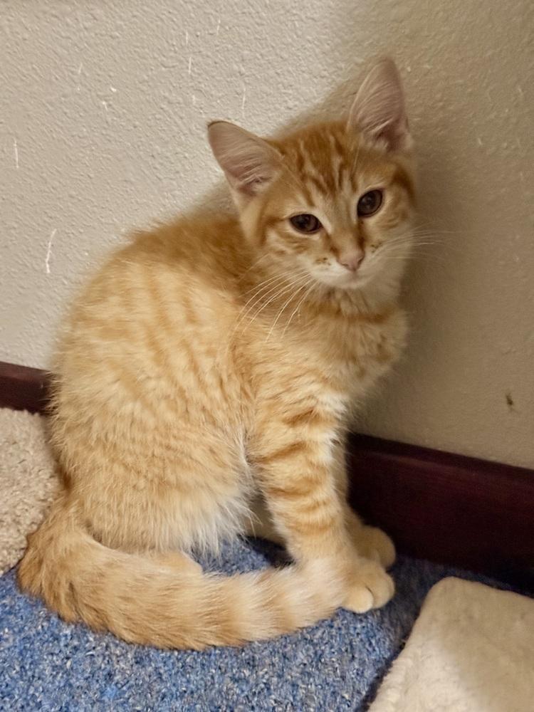 Snapdragon, Adoptable, Kitten Male Domestic Short Hair.