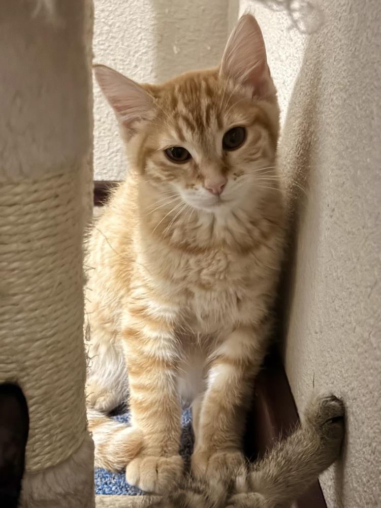 Enlarge Snapdragon, a Adoptable Domestic Short Hair in Bellingham, WA image 2/6