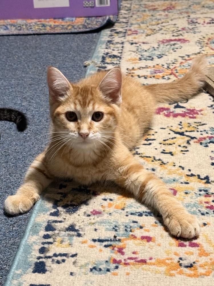 Enlarge Snapdragon, a Adoptable Domestic Short Hair in Bellingham, WA image 4/6