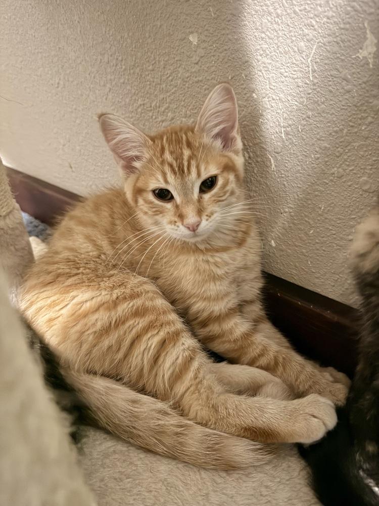 Enlarge Snapdragon, a Adoptable Domestic Short Hair in Bellingham, WA image 5/6