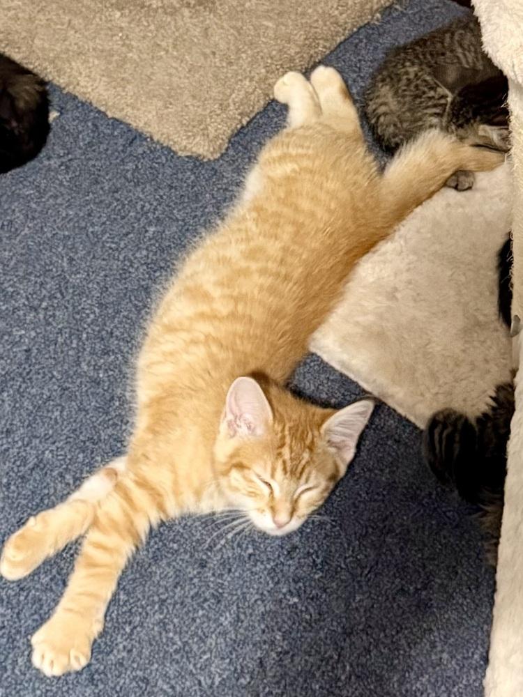 Enlarge Snapdragon, a Adoptable Domestic Short Hair in Bellingham, WA image 6/6