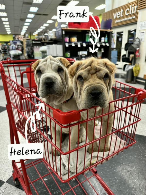 Puppy Helena, Adoptable, Puppy Female Shar-Pei.