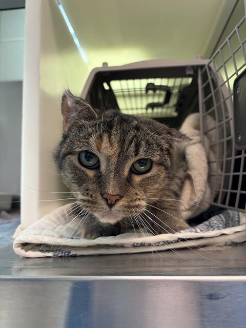 CELINE, Adoptable, Senior Female Domestic Short Hair.