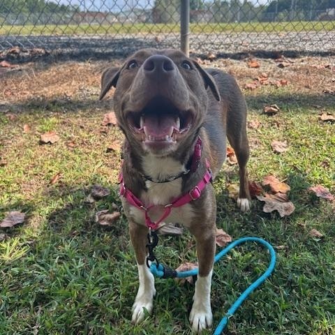 Stella