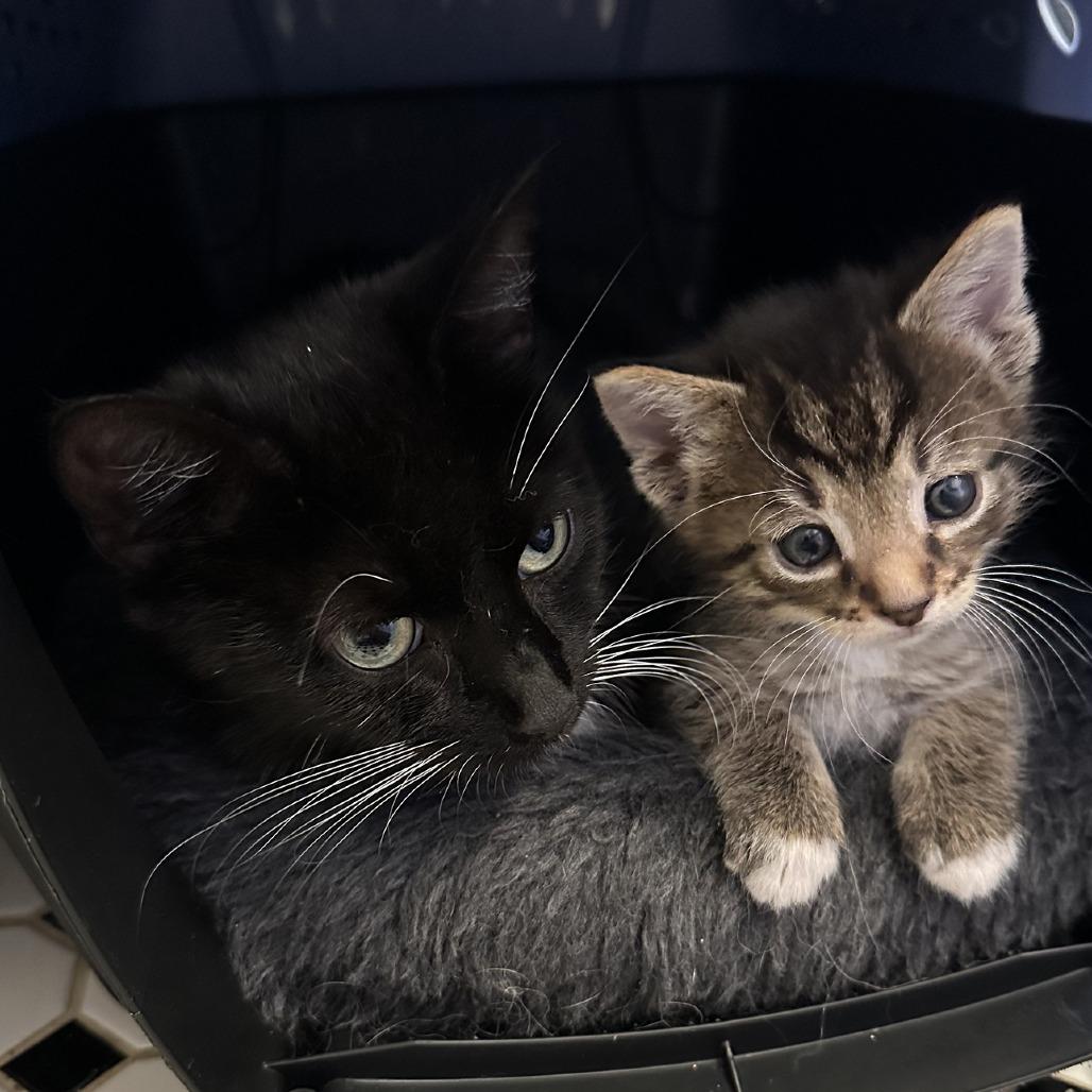 Heidi, a Adoptable Domestic Short Hair in Fairfax Station, VA image 1/6