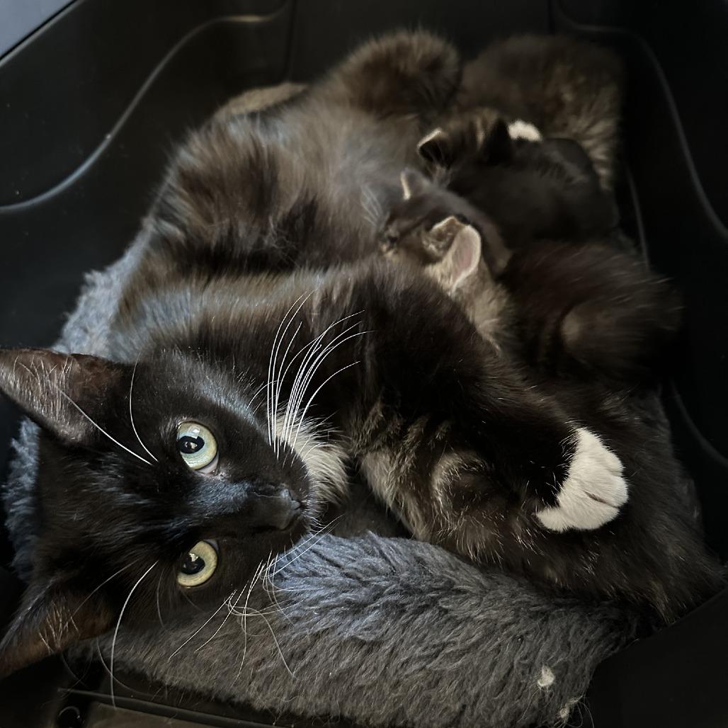 Heidi, a Adoptable Domestic Short Hair in Fairfax Station, VA image 2/6