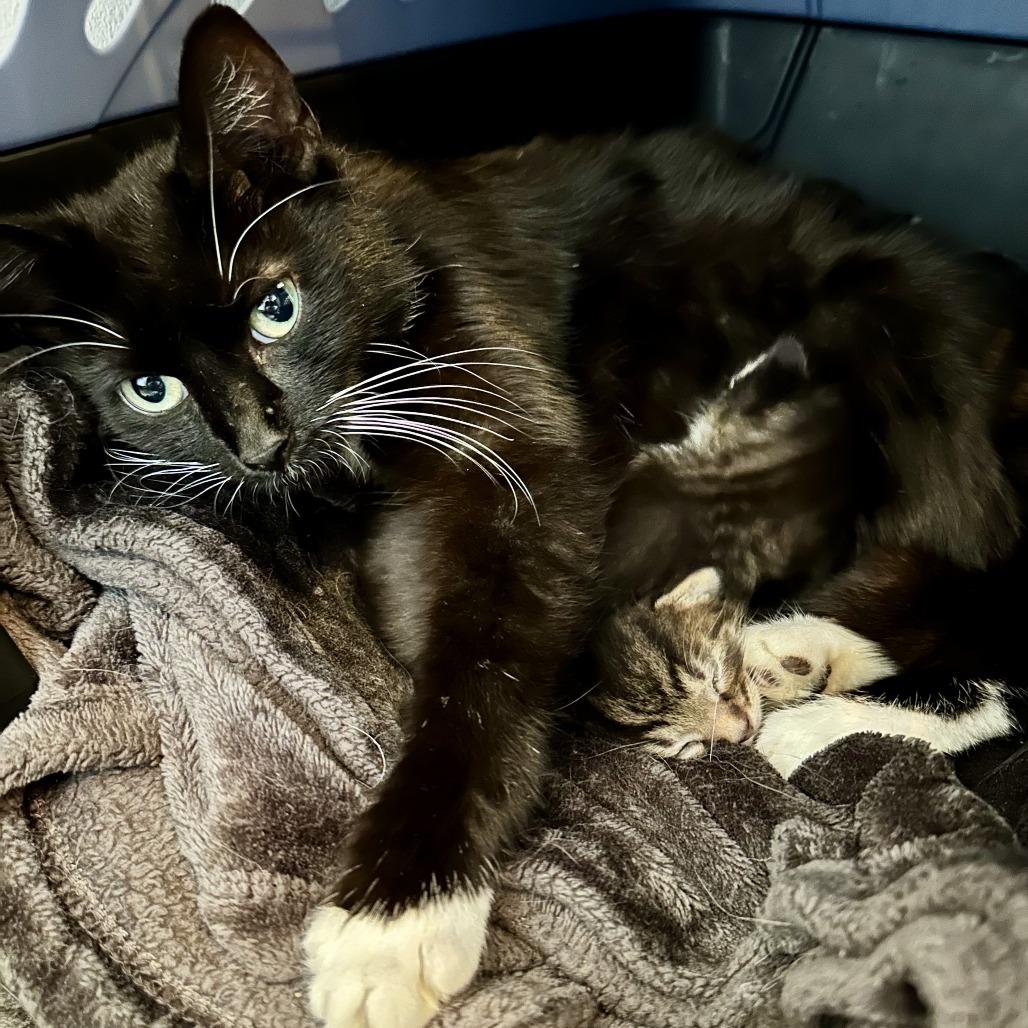 Heidi, a Adoptable Domestic Short Hair in Fairfax Station, VA image 3/6