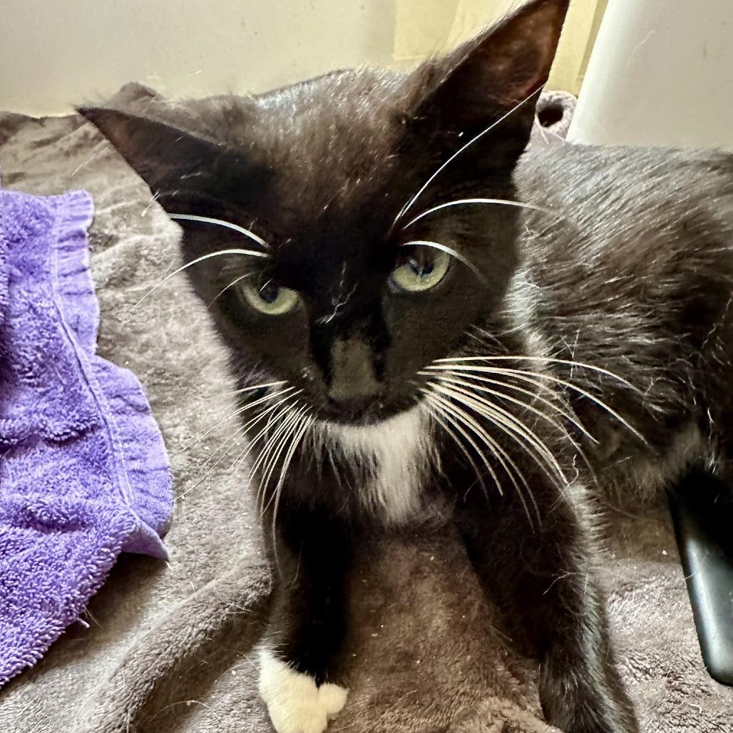 Heidi, a Adoptable Domestic Short Hair in Fairfax Station, VA image 4/6