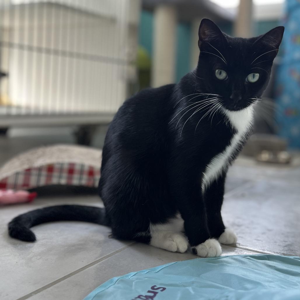 Heidi, a Adoptable Domestic Short Hair in Fairfax Station, VA image 5/6