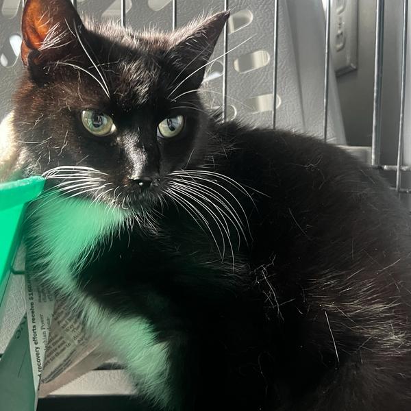 Heidi, a Adoptable Domestic Short Hair in Fairfax Station, VA image 6/6