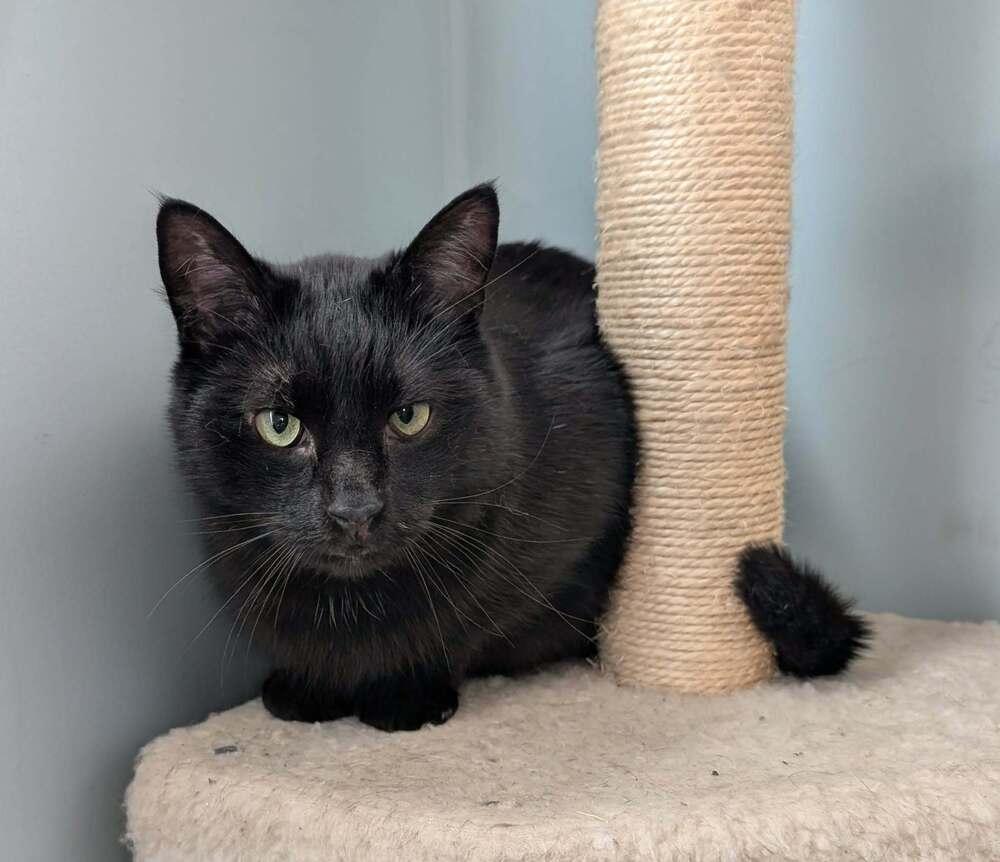 Snoopy, Adoptable, Adult Male Domestic Medium Hair.