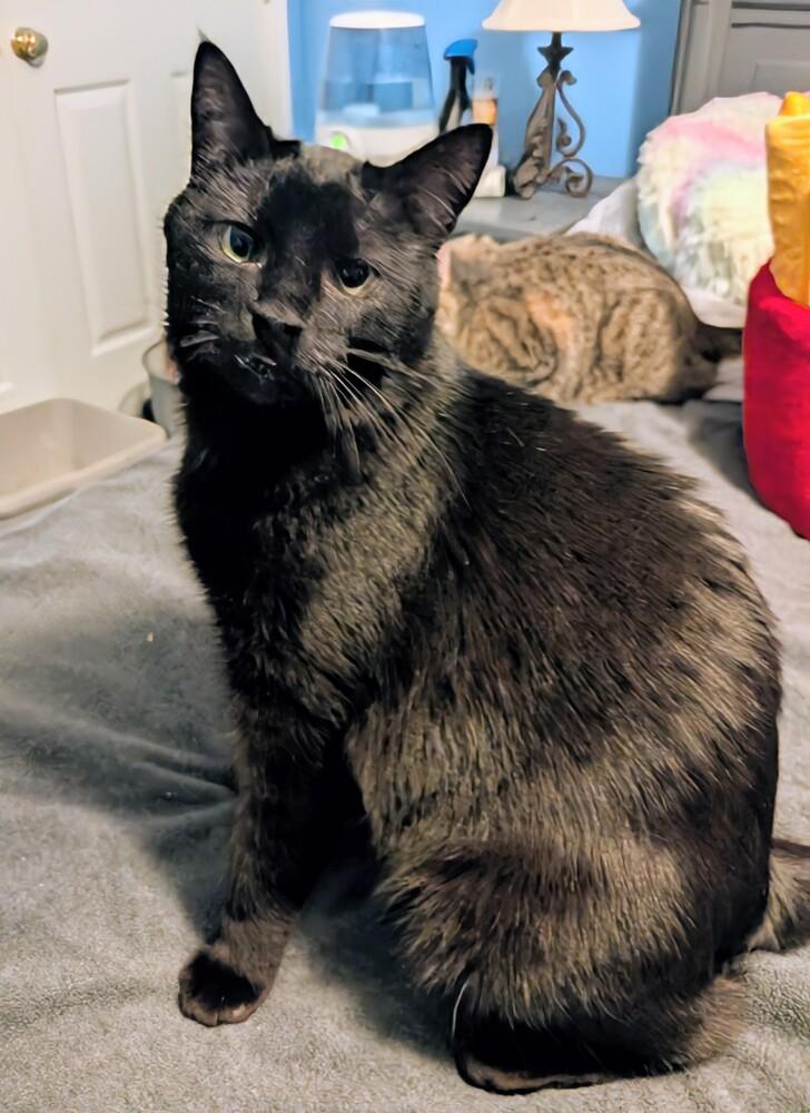 Enlarge Snoopy, a Adoptable Domestic Medium Hair in Springdale, PA image 2/6