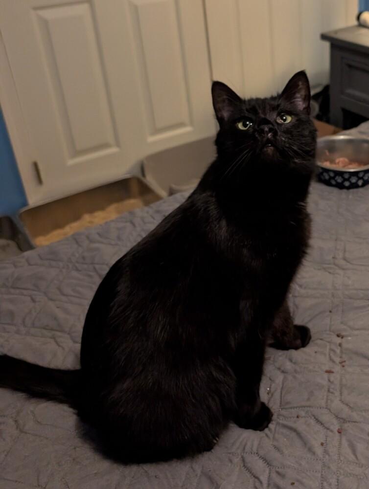 Enlarge Snoopy, a Adoptable Domestic Medium Hair in Springdale, PA image 3/6