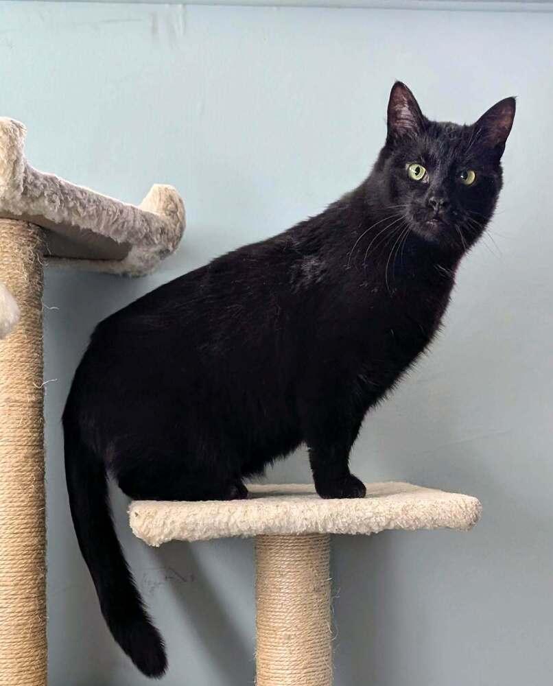 Enlarge Snoopy, a Adoptable Domestic Medium Hair in Springdale, PA image 4/6