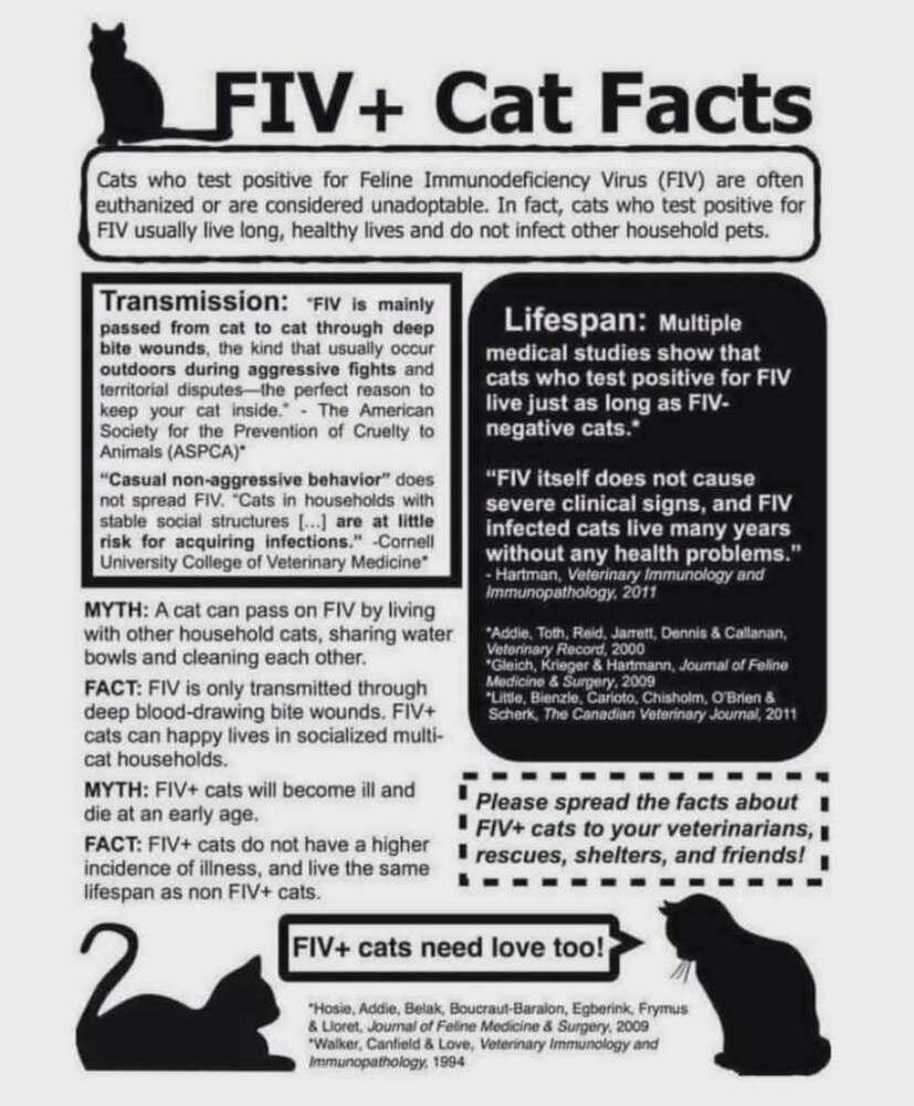 Enlarge Snoopy, a Adoptable Domestic Medium Hair in Springdale, PA image 5/6