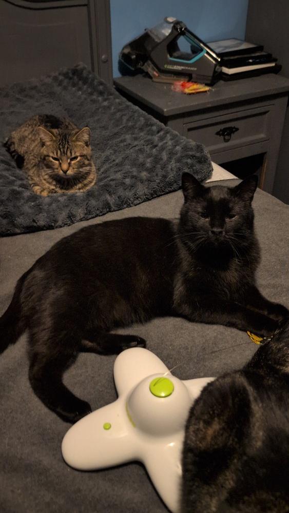 Enlarge Snoopy, a Adoptable Domestic Medium Hair in Springdale, PA image 6/6