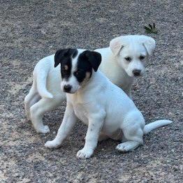 Lula, Adoptable, Puppy Female Rat Terrier.